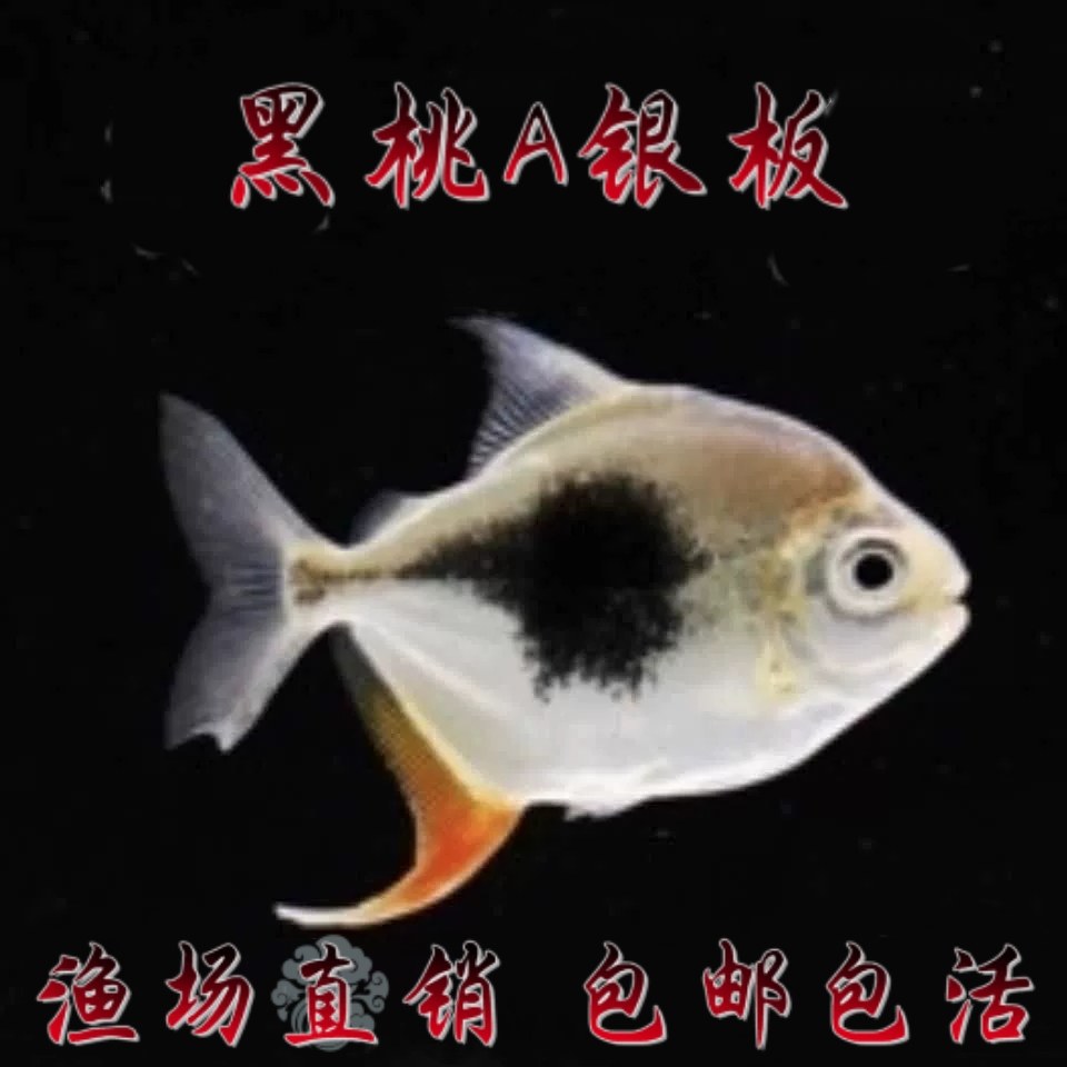 黑桃A银板鱼活体热带观赏鱼黑桃鱼