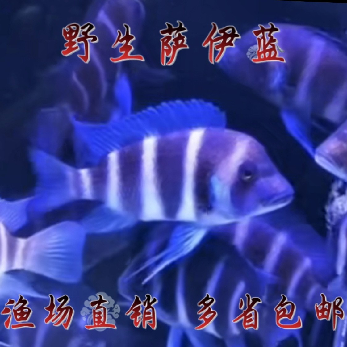 萨伊蓝六间鱼起头伊巴卡六间观赏鱼