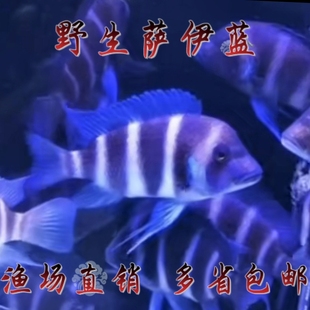 萨伊蓝六间鱼起头伊巴卡六间观赏鱼淡水热带观赏鱼龙鱼高端配鱼