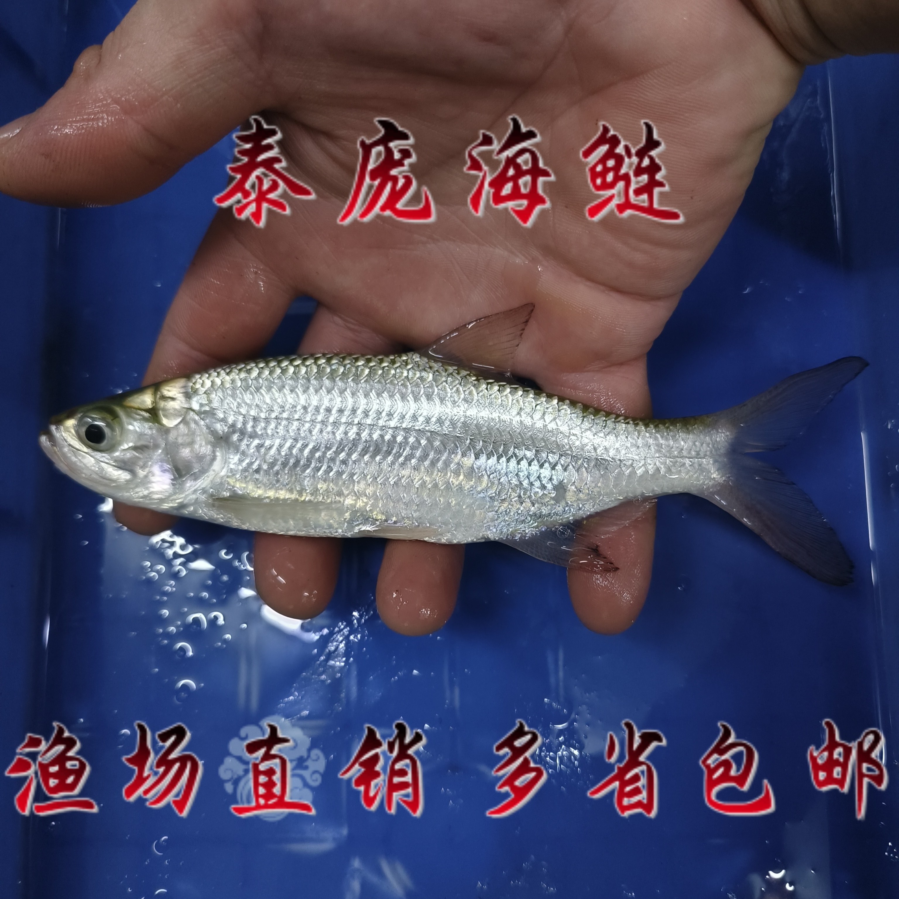 泰庞海鲢鱼中大型凶猛鱼活鱼龙鱼混养配鱼热带观赏鱼海鲢观赏鱼
