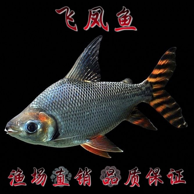 飞凤鱼观赏鱼红龙鱼配鱼热带鱼花纹飞凤直纹飞凤鱼
