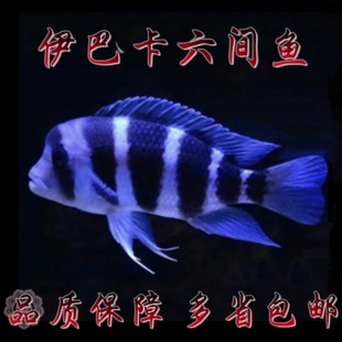 伊巴卡六间鱼起头伊巴卡六间观赏鱼活鱼龙鱼配鱼淡水热带观赏鱼