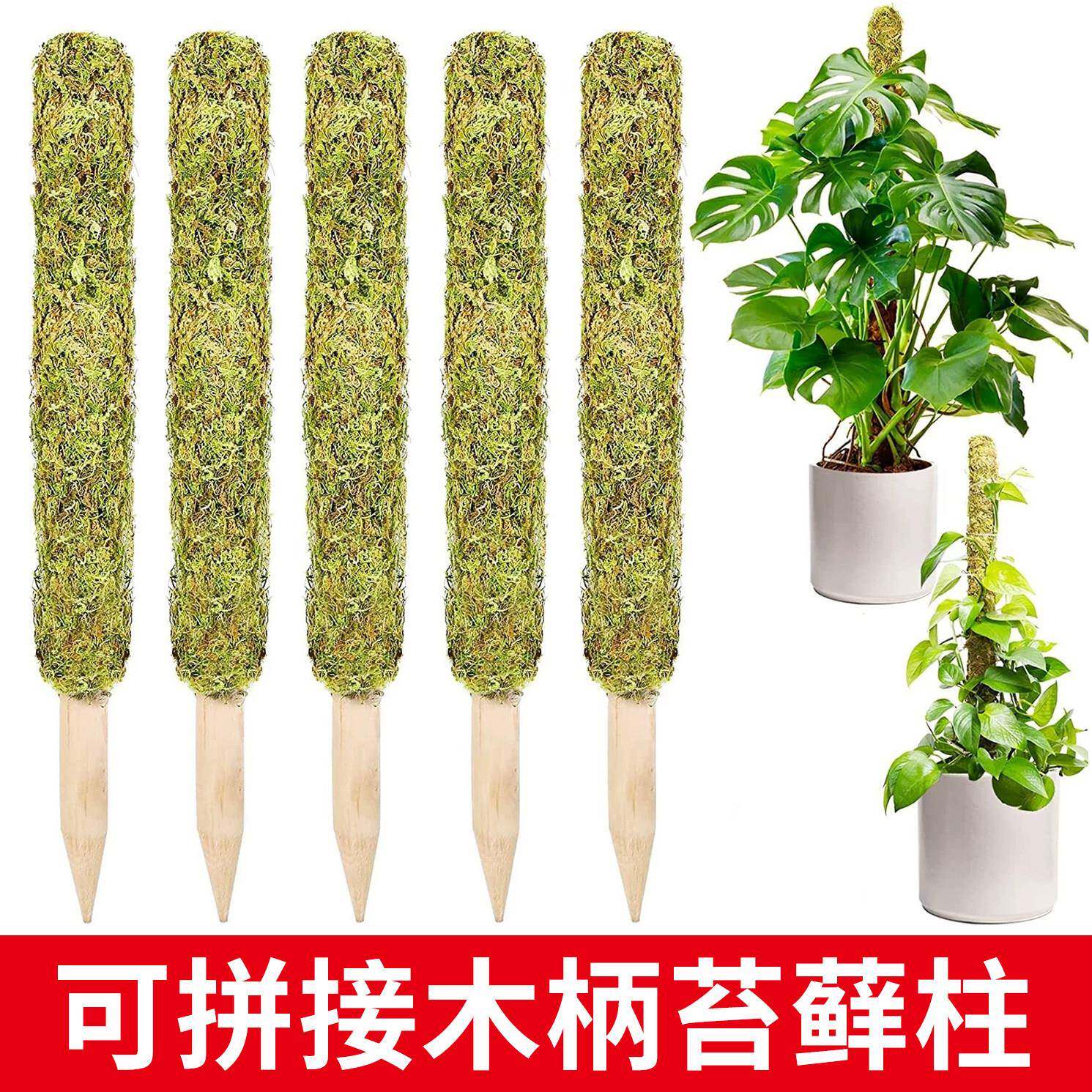 龟背竹水苔柱支撑杆老桩植物支架水台造型攀爬柱椰棕防倒伏苔藓柱图片