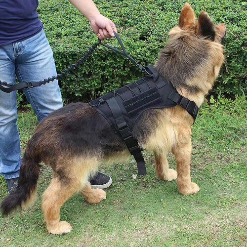 马犬专用项圈嘴套狗狗战术背心狗衣服大型犬户外胸背带牵引马甲