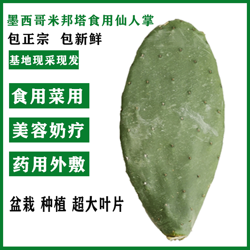 仙人掌食用农家自种米邦塔食用仙人掌嫩叶低脂高纤维健康沙拉食材