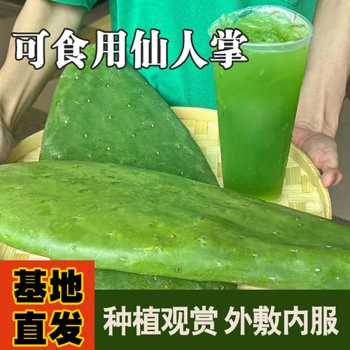 米邦塔食用仙人掌新鲜现摘健康蔬菜墨西哥品种可食用仙人掌叶片
