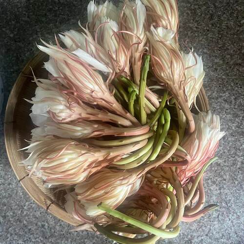新鲜昙花花朵可食用 农家自种 现摘先发 一件10朵 发顺丰快递