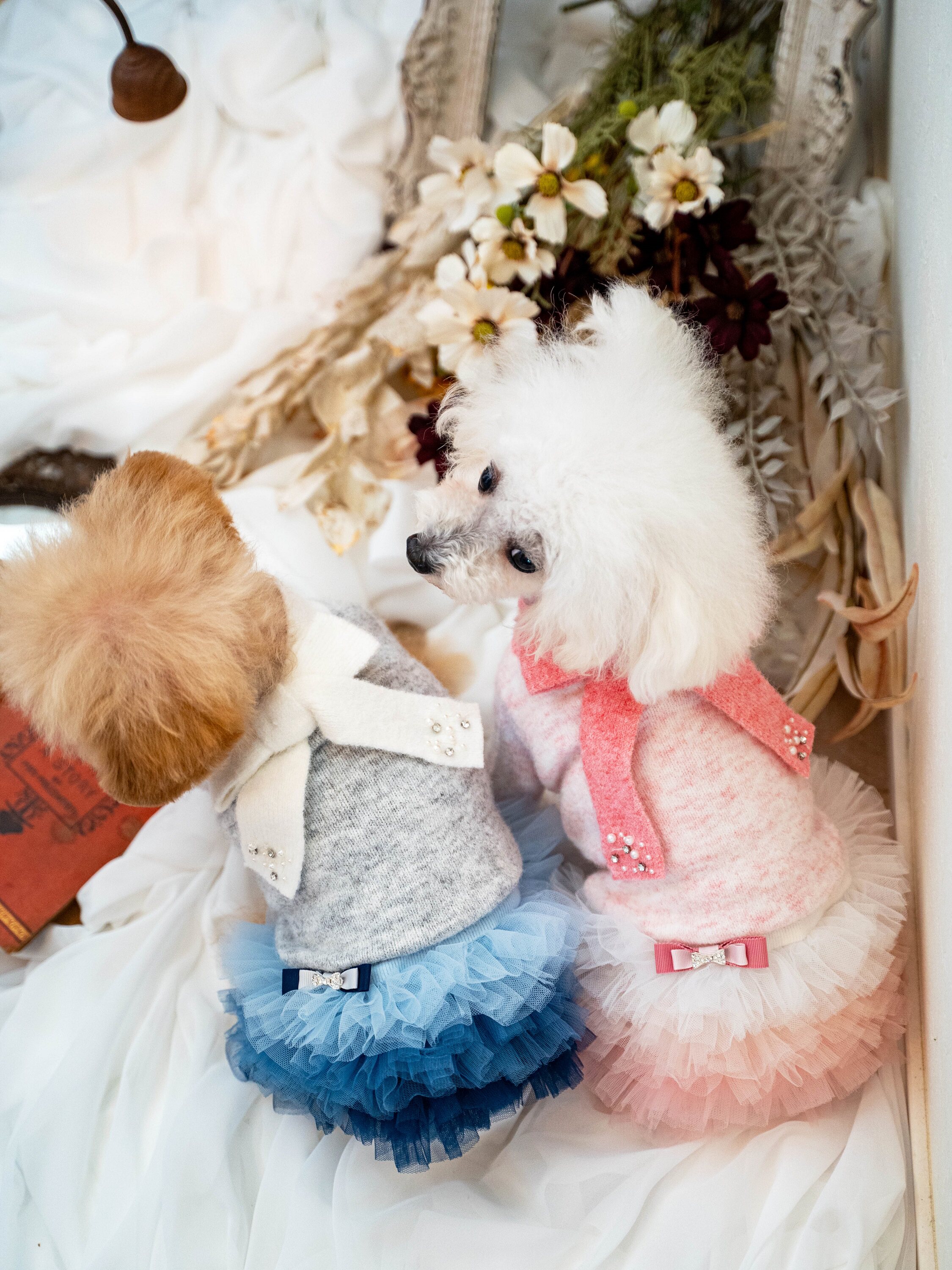 魅意Glamourism日本品牌宠物服装 艾琳 羽柔毛衣优雅柔软保暖舒适