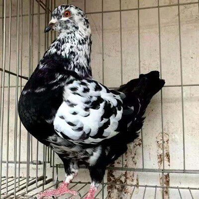 特大元宝鸽子一对超大体巨型鸽子活一对大型肉鸽种鸽活体活物幼鸽