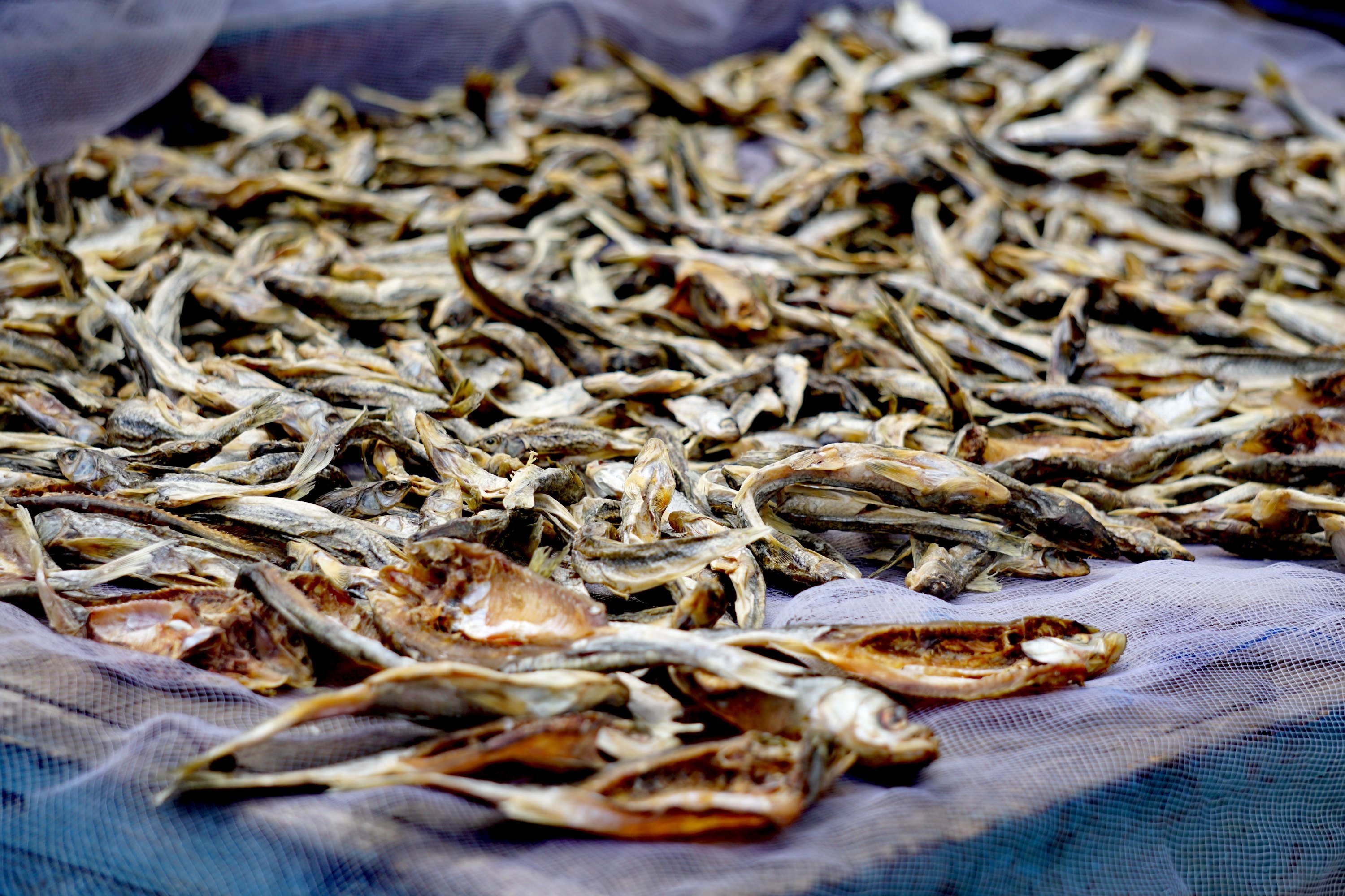 漠河特产咸鱼北红村老农自制自晒小鱼干黑龙江散装冷水鱼干干货