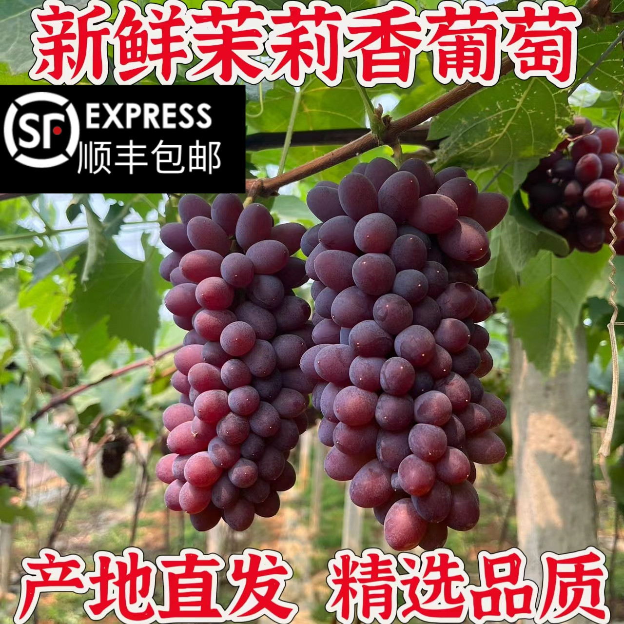 茉莉葡萄新鲜现摘郁金香玫瑰