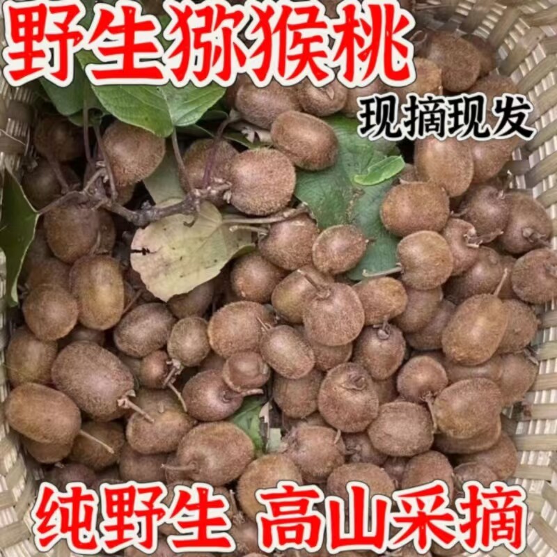 纯野生猕猴桃秦岭山区新鲜现摘当季高山水果奇异果绿心甜现摘现发