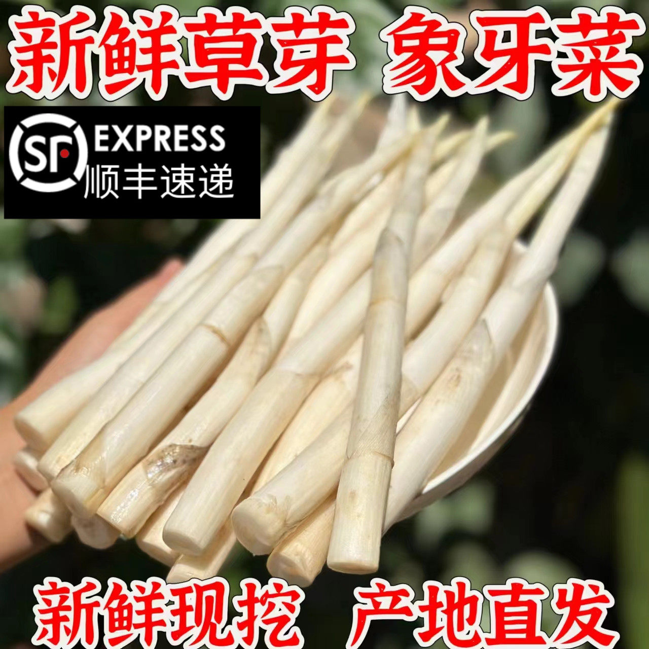 新鲜草芽象牙菜云南建水特产地方农家蔬菜舌尖上的美食香产地直发,水产肉类/新鲜蔬果/熟食,其它,淘宝优惠券,粉丝福利购,淘宝优惠卷