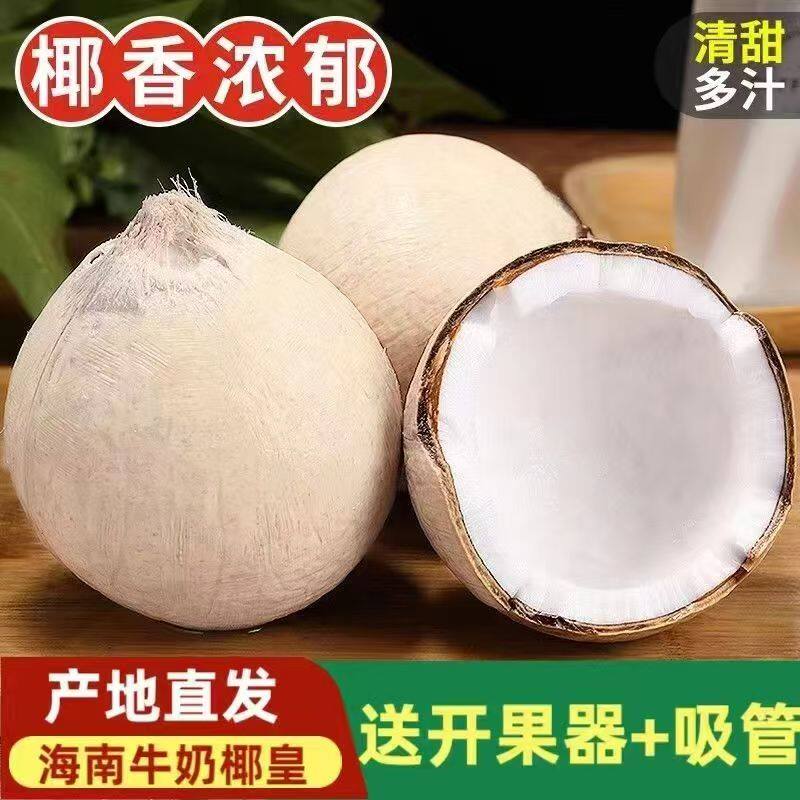 海南牛奶椰皇新鲜椰子原产地当季椰青