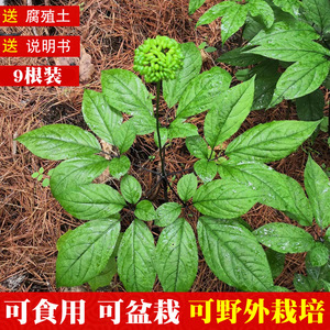 长白山种植盆栽带土包邮人参苗