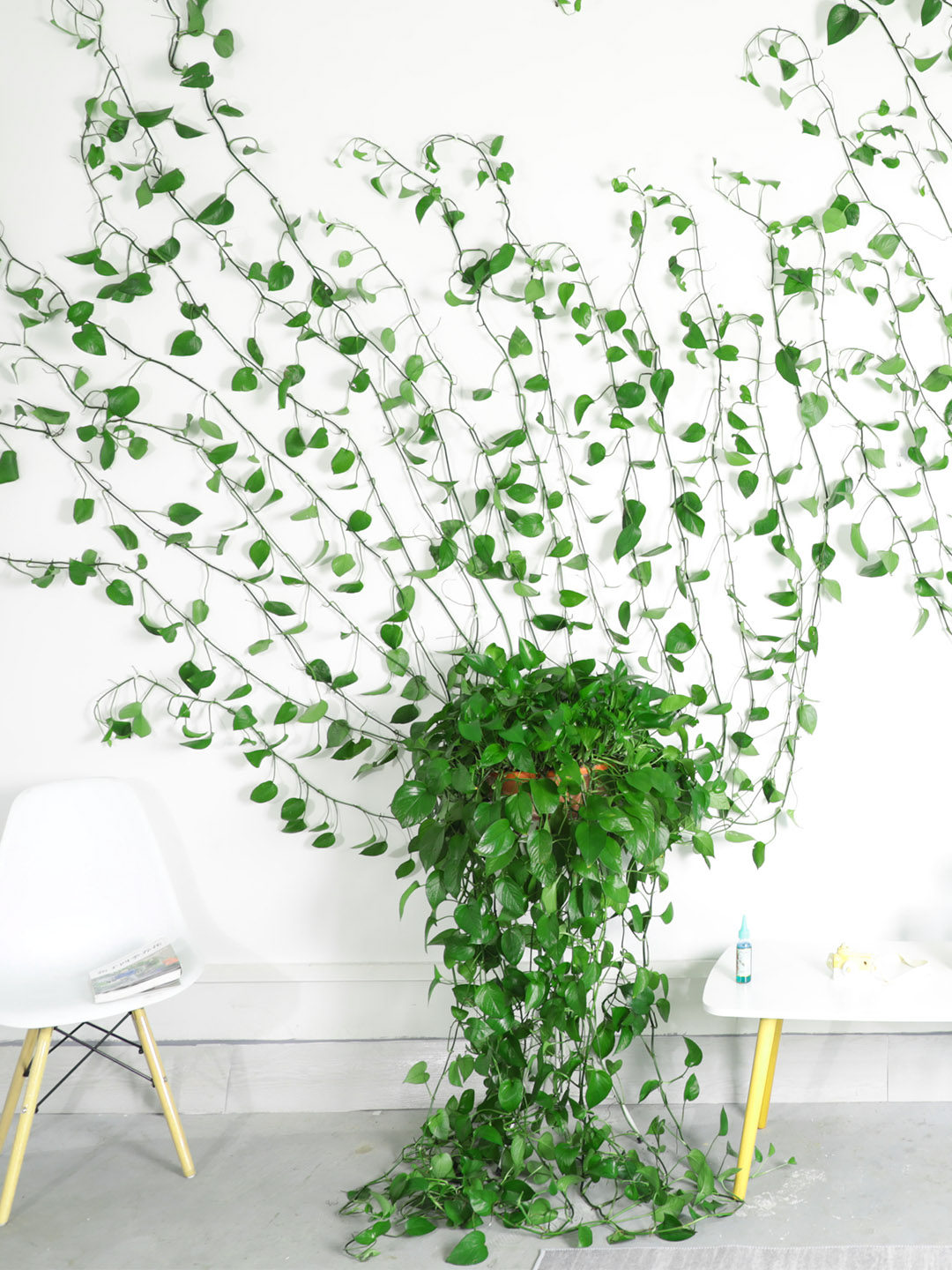 绿萝爬墙器大绿萝长藤款爬藤植物爬墙固定器挂钩绿萝藤蔓夹扣卡扣