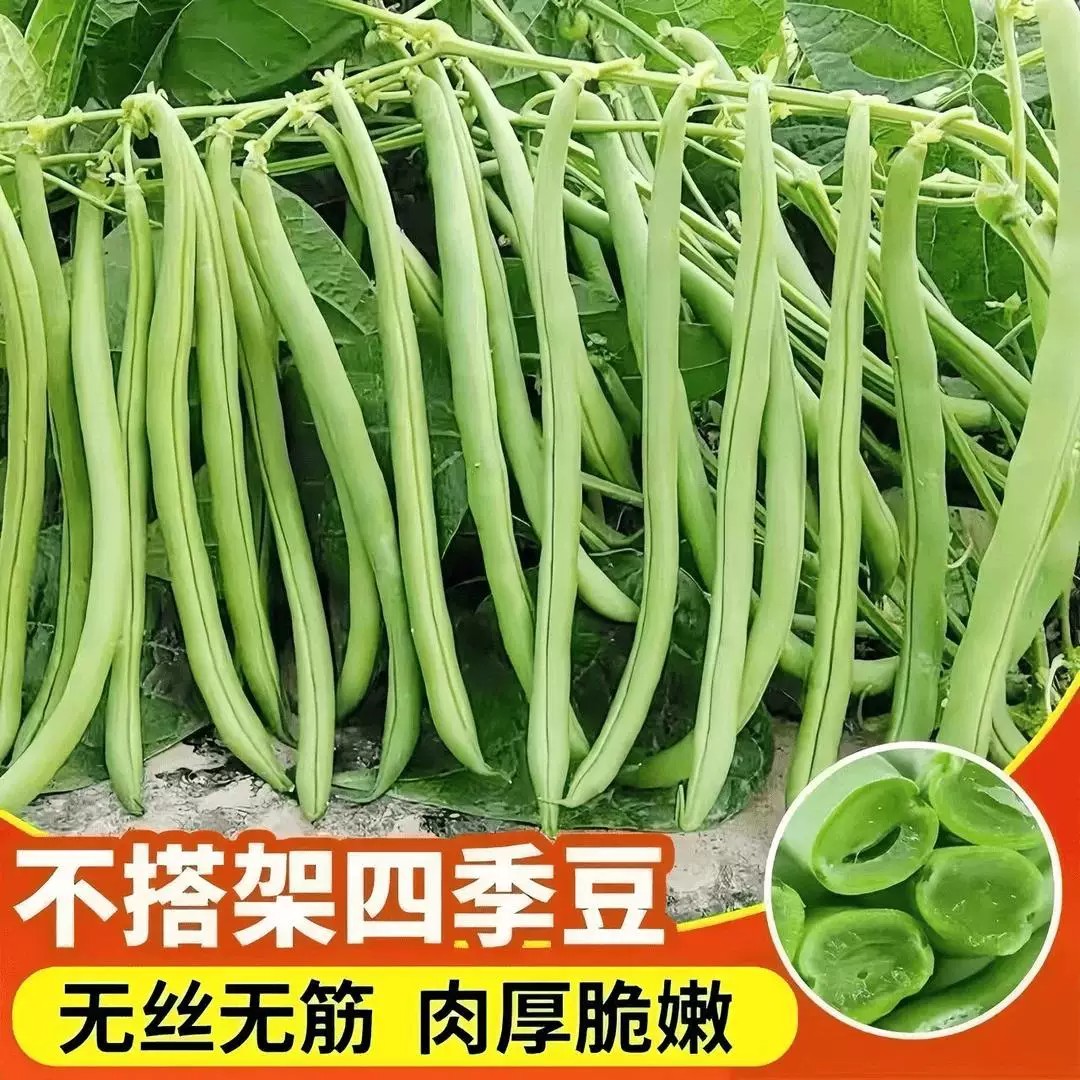 无架四季豆种子不搭架爬满地高产免搭架四季豆豆角春秋菜矮生种籽