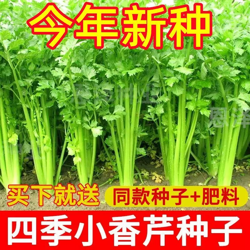 兰妃小香芹种子四季耐寒易种