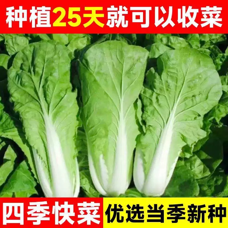 兰妃奶油快菜种子四季播高产