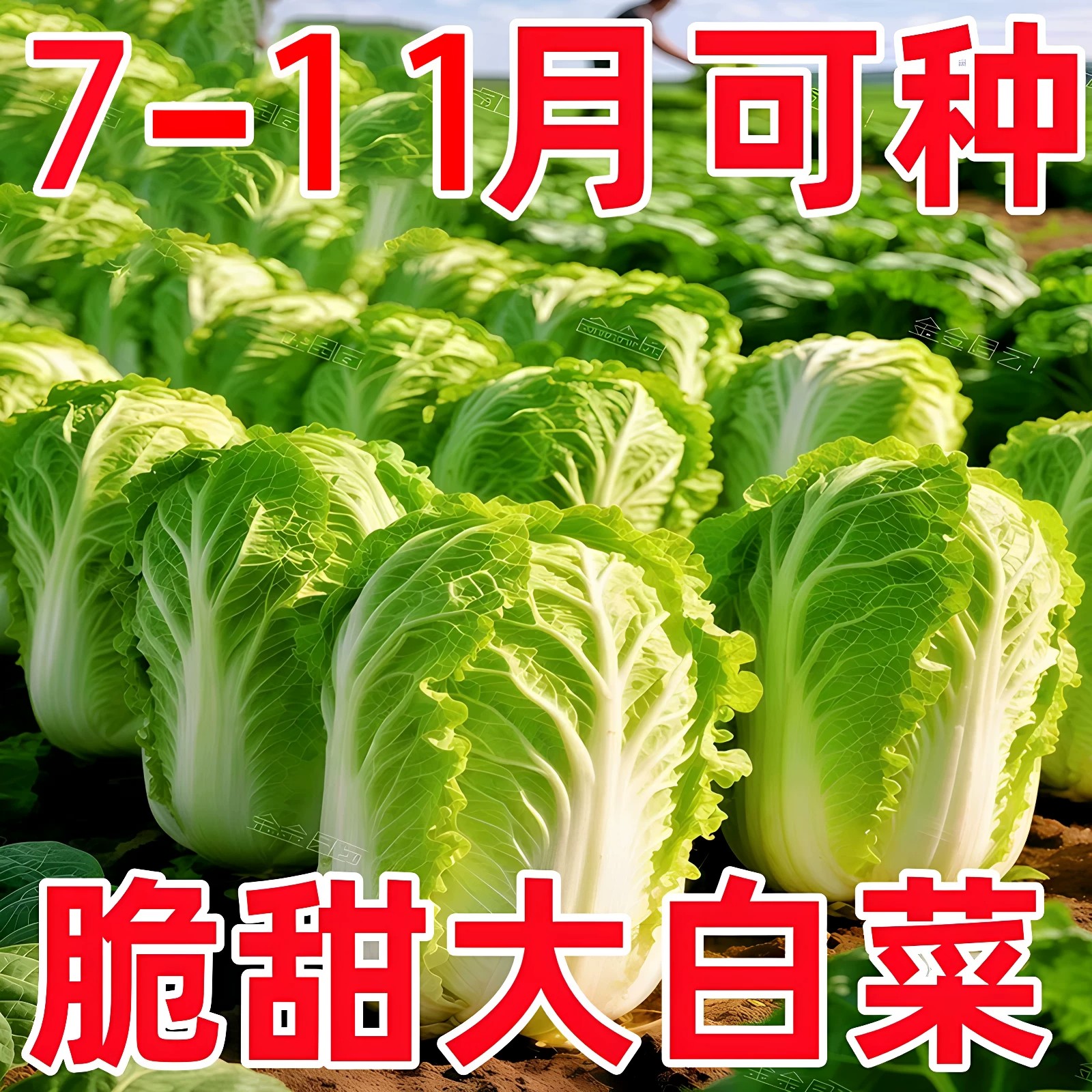 兰妃四季大白菜种子耐寒高产抗病