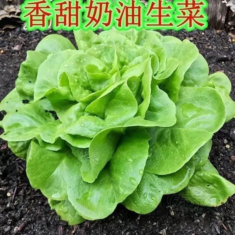 兰妃四季奶油生菜种子甜脆多汁图片