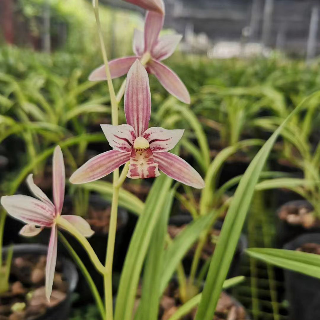 原盆土带花苞浓香型兰花苗建兰先明艺 芳华 室内花卉绿植盆栽好养