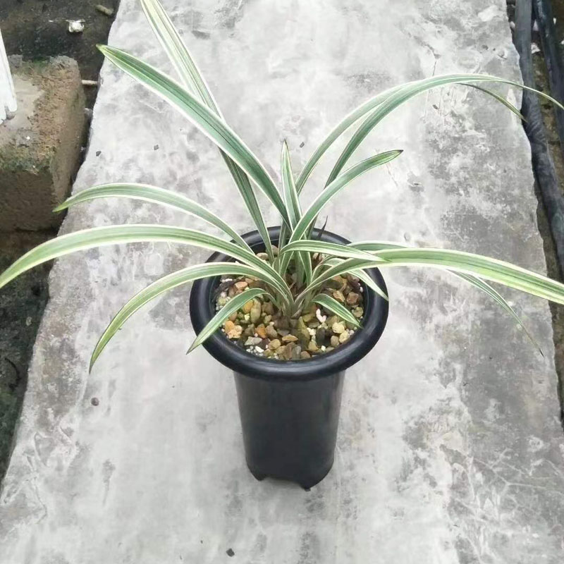兰花苗 建兰四季兰 建兰老八种艺草 峨眉玄 室内花卉绿植盆栽好养
