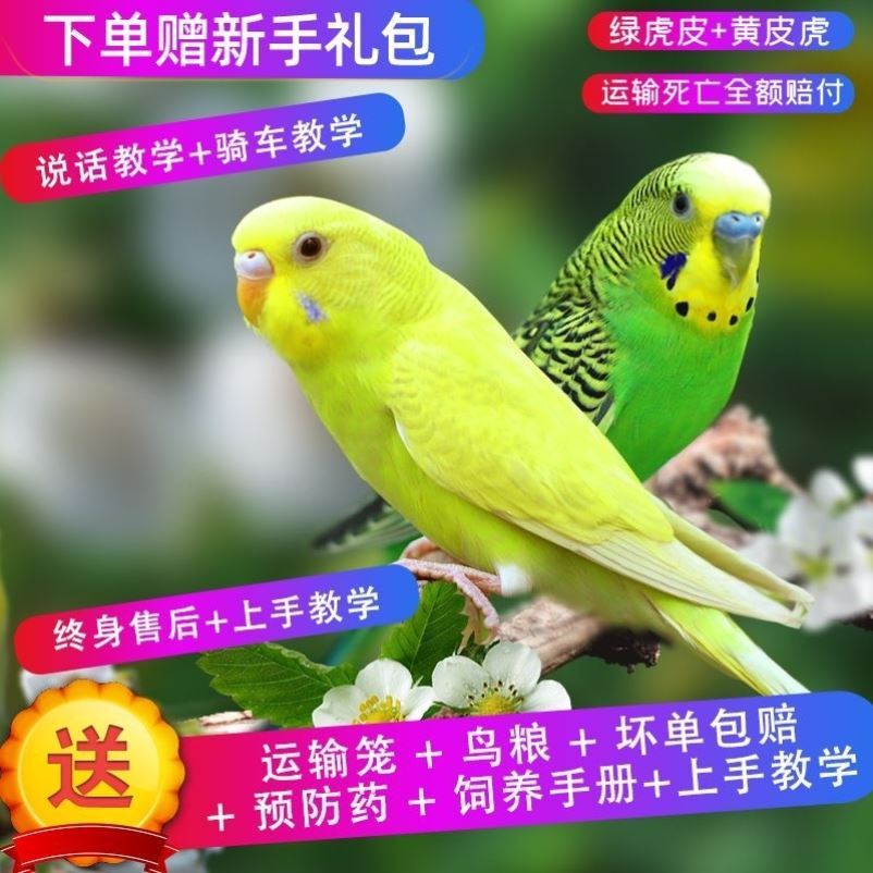 旋风鹦鹉幼儿玄风鹦鹉幼体虎皮鹦鹉幼儿大鹦鹉活鸟体活鸟体 大型