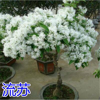 庭院绿化行道树苗流苏树苗油根子小苗嫁接桂花砧木拆产占地专用树