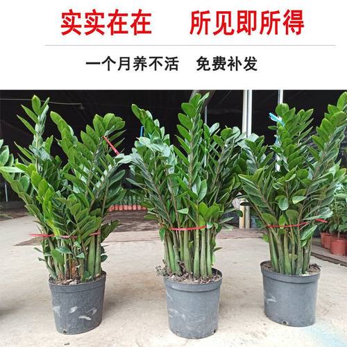 发财树盆栽客厅多少钱 发财树盆栽客厅价格 小麦优选