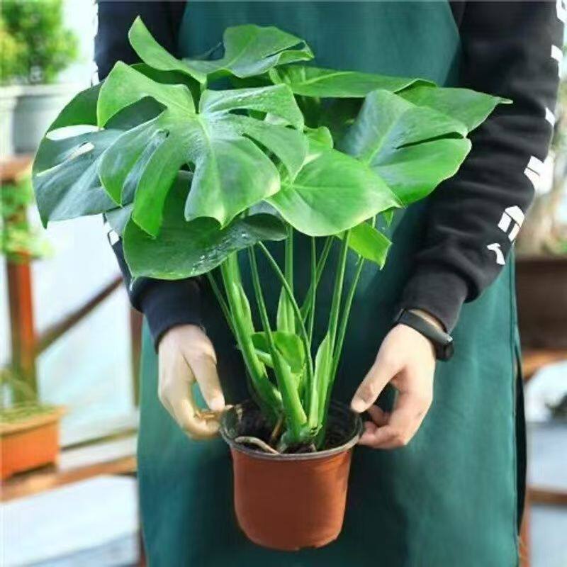 龟背竹盆栽室内观叶植物美观丛生好养活耐阴绿植适合新手水培花卉