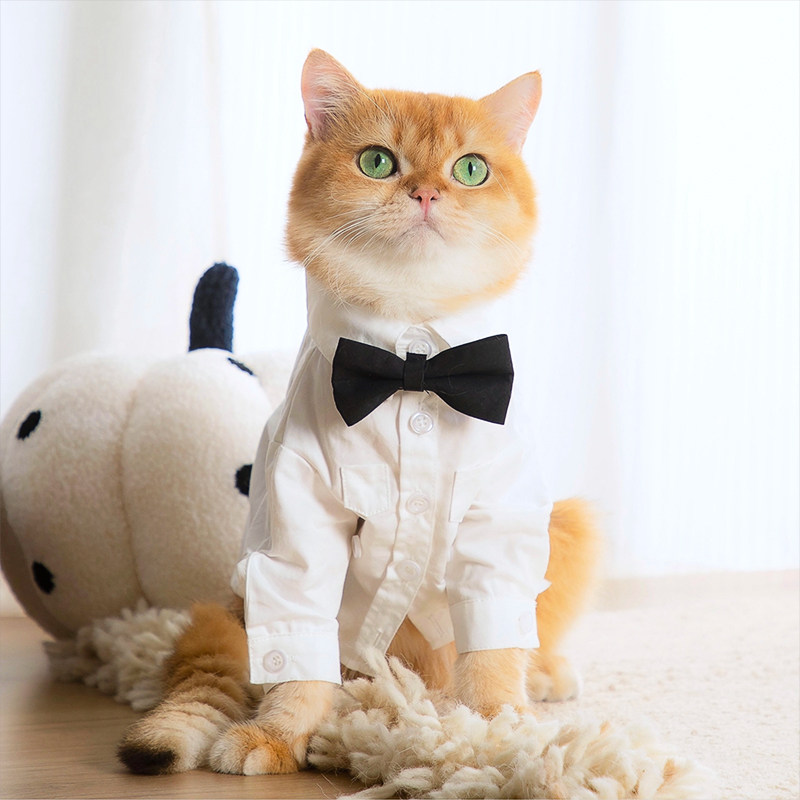 猫咪衣服防掉毛薄款公猫帅气衬衫秋冬布偶猫金渐层黑色领结西装狗图片