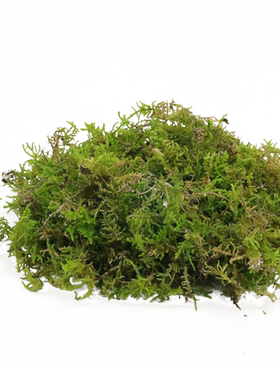 爬宠冬眠垫材蝴蝶兰铁皮石斛水苔