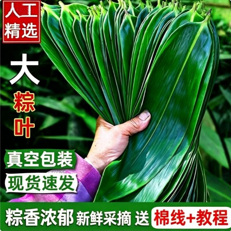 粽叶新鲜粽子叶大号粽子叶批发包粽子专用叶端午节商用箬竹宽叶子