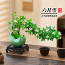 飘枝六月雪悬崖造型盆栽好养室内办公室茶桌绿植摆件桌面盆景开花