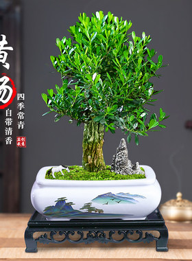 黄杨矮霸桩盆景树苗皱皮造型盆栽绿植办公桌茶几客厅好养树桩植物