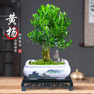 黄杨矮霸桩盆景树苗皱皮造型盆栽绿植办公桌茶几客厅好养树桩植物