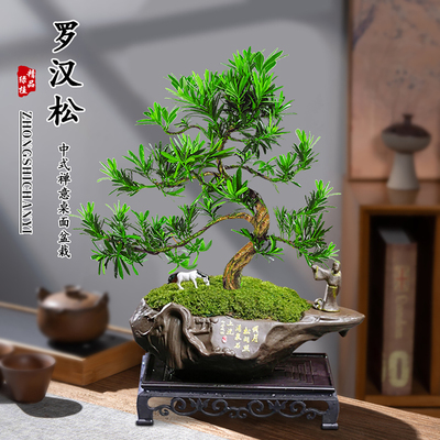罗汉松盆景老桩植物盆栽雀舌树苗造型树室内花绿植桌面微景观好养