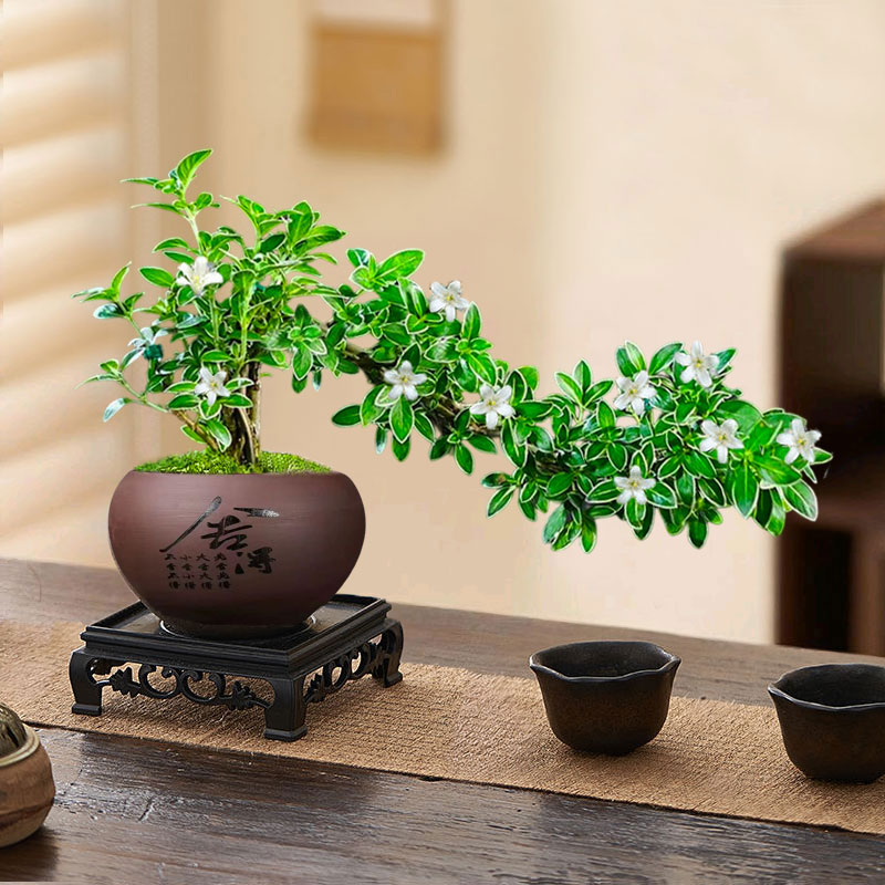 六月雪盆栽卧室书房客厅