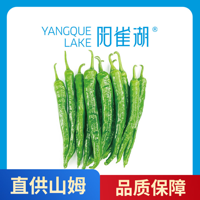 【精品】阳雀湖辣椒正宗湖南薄皮辣椒炒肉专用 绿色食品 微辣