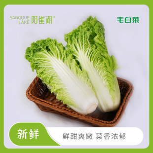 阳雀湖雄安新鲜毛白菜高钙高叶酸农家青白菜现摘现发4颗 包邮