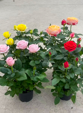 玫瑰花苗浓香特大花带花苞花卉绿植物室内外庭院阳台盆栽蔷薇月季