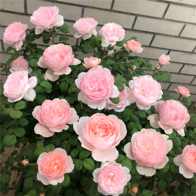 瑞典女王灌木庭院玫瑰切花月季