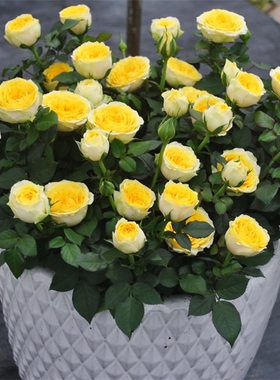 欧月阳光海滩月季大花微月多头丰花亮黄色月季花阳台盆栽植物花卉