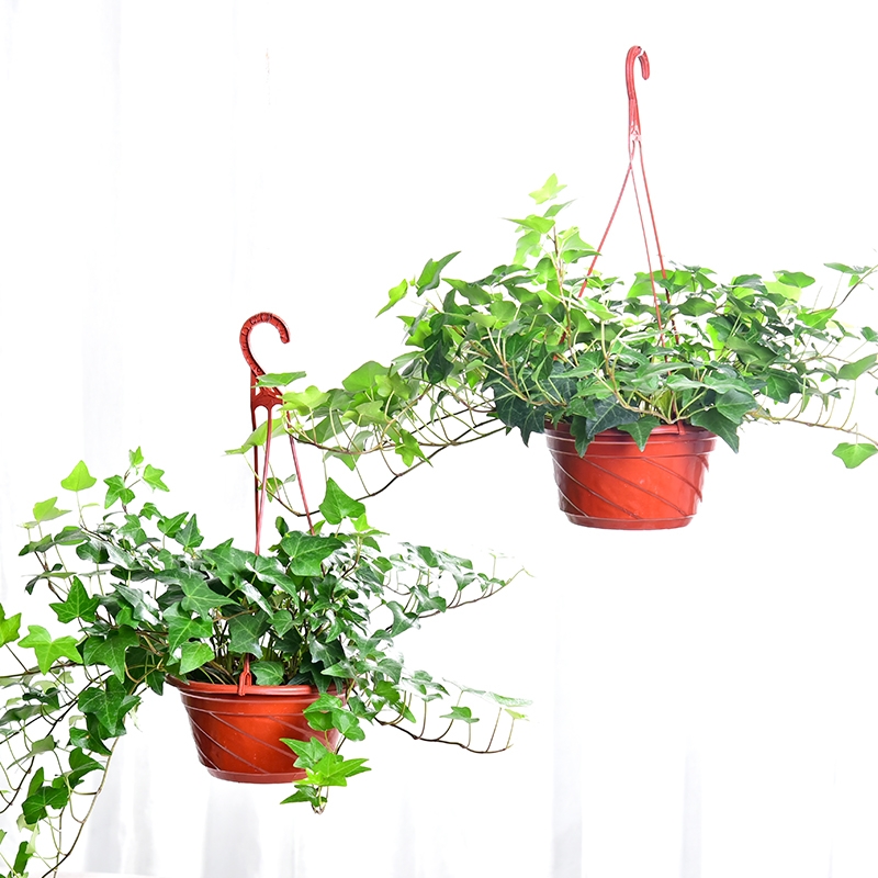 常春藤盆栽室内垂吊绿植观赏植物净化空气四季常青藤蔓植物