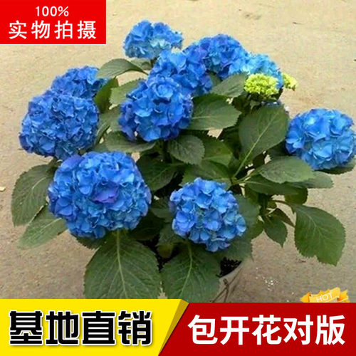 绣球盆栽阳台庭院植物花卉