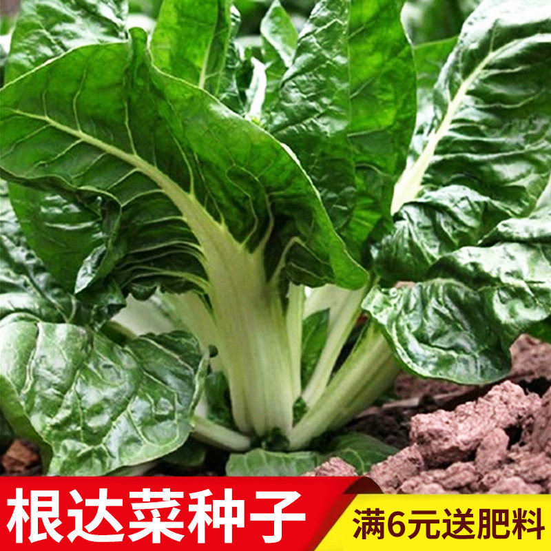 牛皮菜种子根达菜根瘩菜厚皮菜盆栽阳台菜园种植菜籽蔬菜种子大全