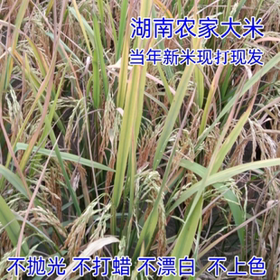 湖南永州农家大米不抛光乡下农村家自种土大米2025晚稻新米