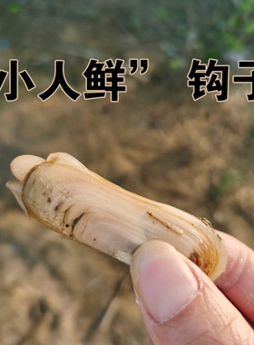 小人鲜钩子宣钩子缢蛏钩钓鲜蚬钩双头蛏钓海鲜工具小人仙赶海钩子
