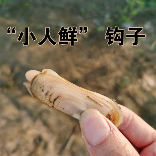 赶海双头蛏子钩缢蛏小人鲜钩